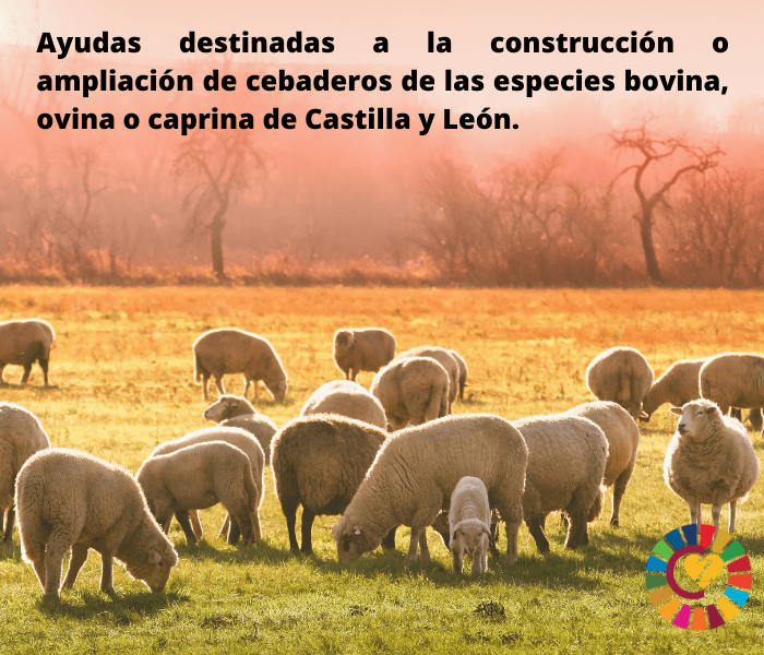 Ayudas destinadas a la construcción o ampliación de cebaderos de las especies bovina, ovina o caprina de Castilla y León.