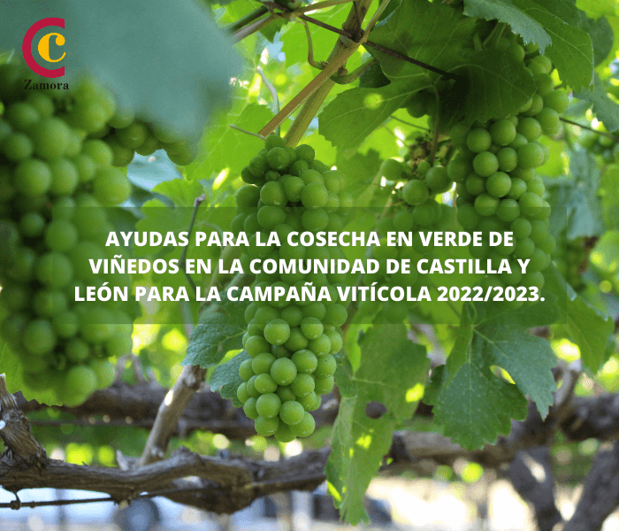 Ayudas para la cosecha en verde de viñedos en la Comunidad de Castilla y León para la campaña vitícola 2022/2023