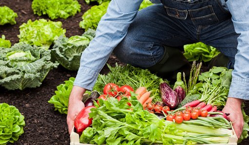 Subvenciones a la transformación y comercialización de los productos agrarios, silvícolas y de la alimentación del programa de desarrollo rural de Castilla y León 2014-2020 cofinanciado por el FEADER