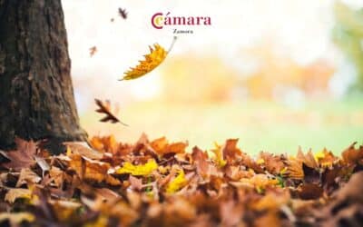 Octubre en la provincia: raíces, sabores y paisajes que se renuevan